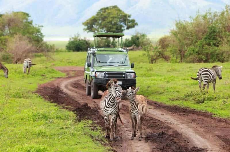 Challenges of Luxury Safari Vehicles